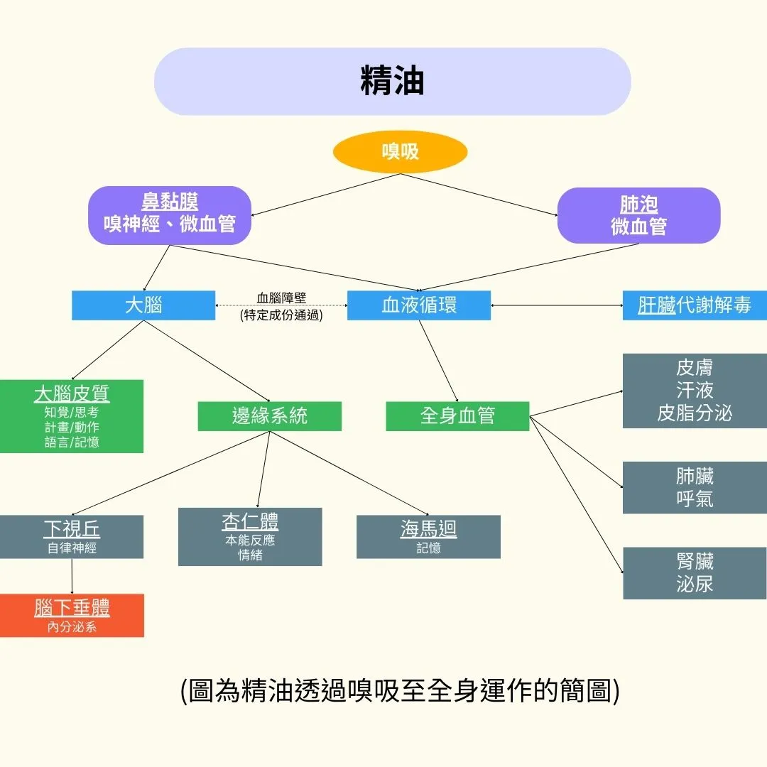 芳香療法（Aromatherapy）